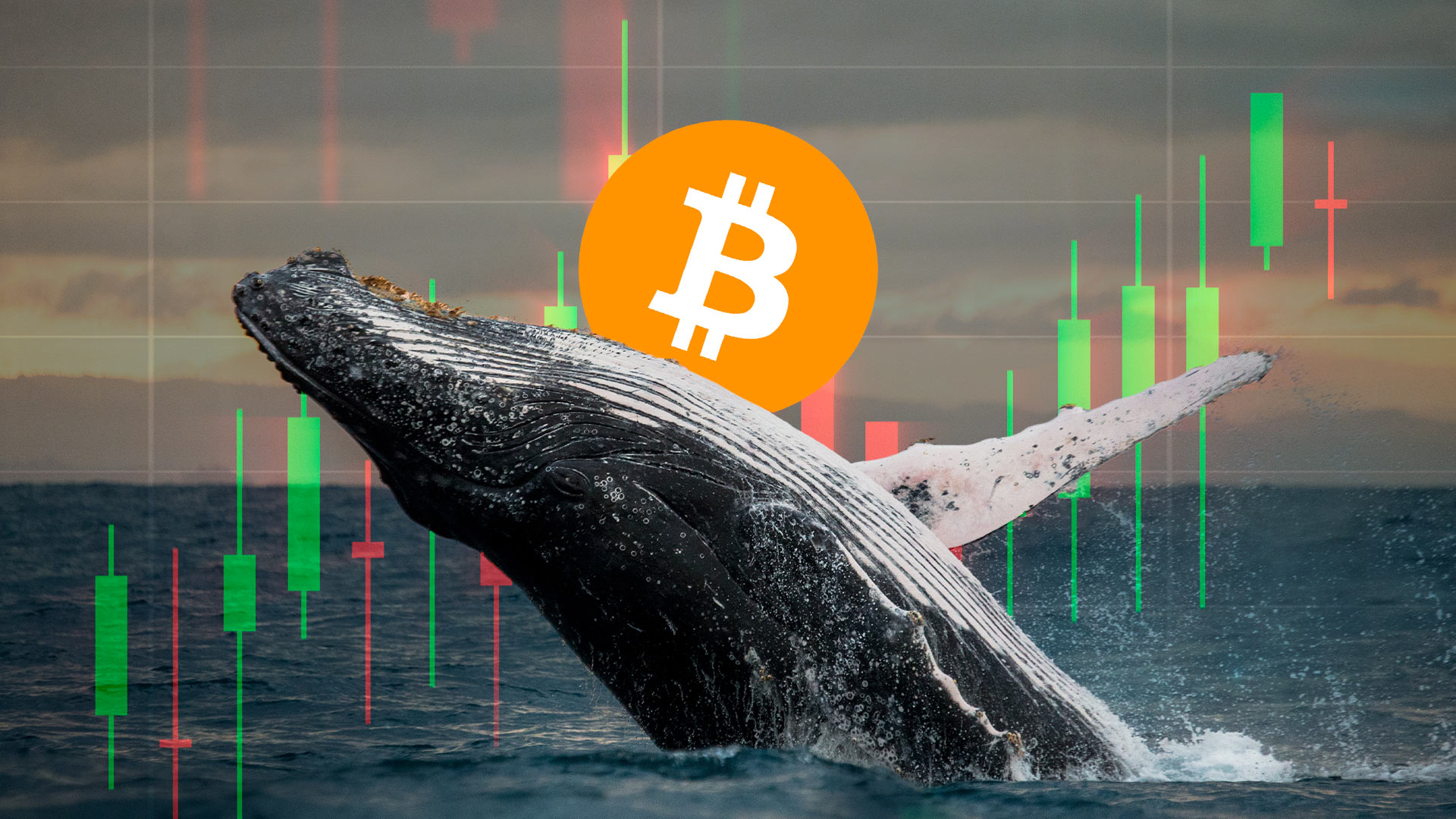 🔴 >> Binance se está convirtiendo en el «océano» de las ballenas de bitcoin